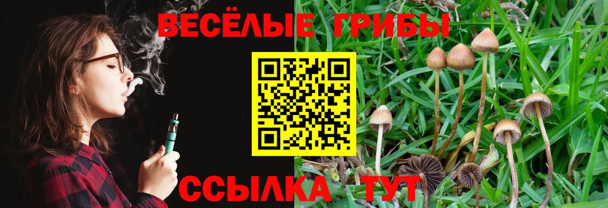 купить  цена  Братск  Псилоцибиновые грибы Psilocybine cubensis 